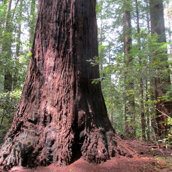 Heritage Grove - Largest tree in the upper grove - Hiking Near Me - La Honda, California