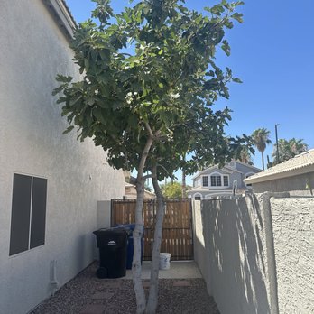 Arbor Care Tree Service - Fig tree - Tree Services Near Me