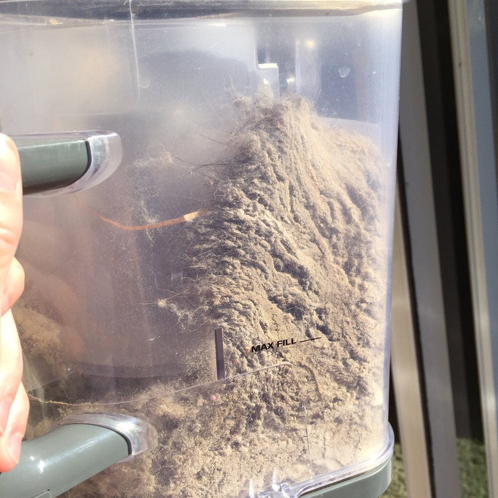Clearview Carpet Cleaning - This is what came out of my carpet only vacuuming once after moving into my new apartment after clear view came to visit. - Carpet Cleaning Near Me - Olympia, Washington Clearview Carpet Cleaning - This is what came out of my carpet only vacuuming once after moving into my new apartment after clear view came to visit. - Carpet Cleaning Near Me - Olympia, Washington