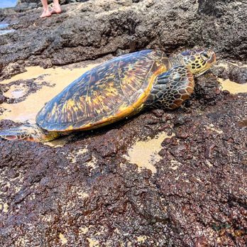 Black Rock Beach - Turtle - Beaches Near Me - Lahaina, Hawaii Black Rock Beach - Turtle - Beaches Near Me - Lahaina, Hawaii