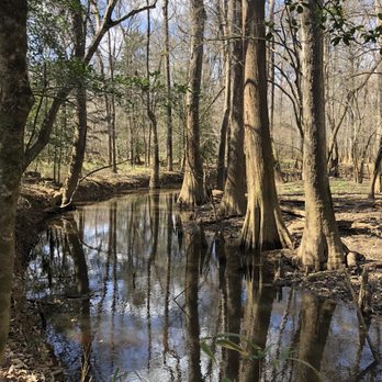 Congaree National Park - Beautiful swamp on the Weston Lake Loop Trail - Parks Near Me - Hopkins, South Carolina
