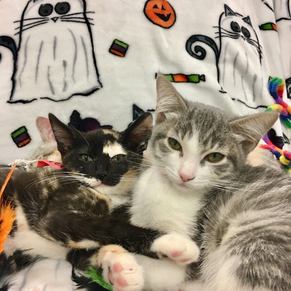 Mini Cat Town - Pet Adoption Near Me - San Jose, California Mini Cat Town - Pet Adoption Near Me - San Jose, California
