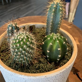 Brown Dog Cafe - Centerpiece :) - Coffee & Tea Near Me - Audubon, New Jersey