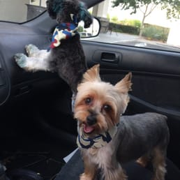 Cute Pups fresh from the salon!!! Cute Pups fresh from the salon!!!