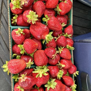 Sun Strawberry - Full of deliciousness - Fruits & Veggies Near Me - Elk Grove, California Sun Strawberry - Full of deliciousness - Fruits & Veggies Near Me - Elk Grove, California