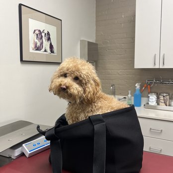 Westside Veterinary Center - Veterinarians Near Me - New York, New York Westside Veterinary Center - Veterinarians Near Me - New York, New York