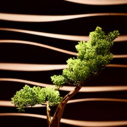 Green Med Spa