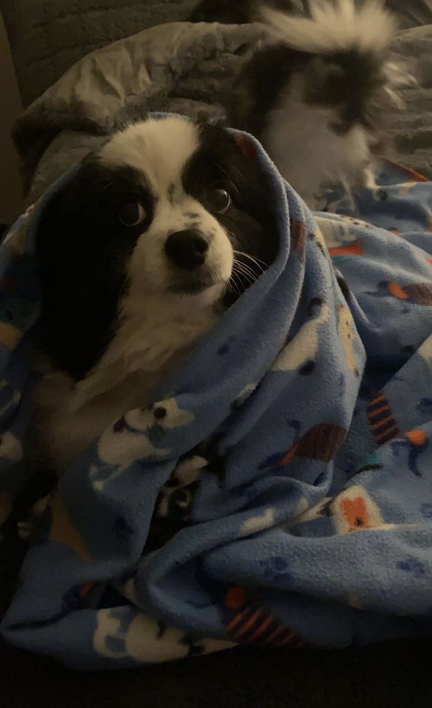 CRUISIN’ VET FOR YOUR PET Updated September 2024 DeForest