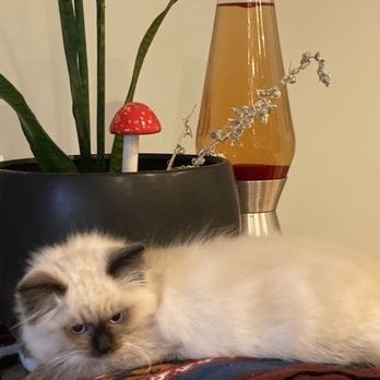 Day Spring Ragdolls - Our Bijou - Pet Breeders Near Me - Shingle Springs, California