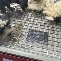 Sylvia's Pets