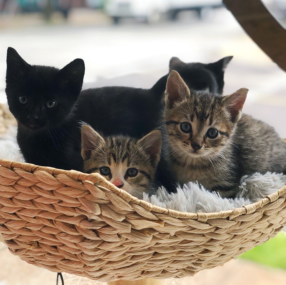 TENTH LIFE CAT RESCUE Updated September 2024 143 Photos 3202