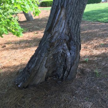 Treescape Tree Experts - Candidate for removal - Landscaping Near Me - Charlotte, North Carolina Treescape Tree Experts - Candidate for removal - Landscaping Near Me - Charlotte, North Carolina