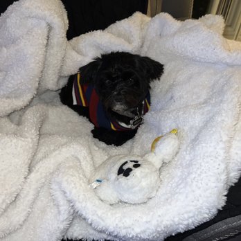 VEG ER for Pets - Here is a picture of Atlas, home safely after your great care. Thank you, Mrs. Lisandra Soares - Emergency Pet Hospital Near Me - New York, New York VEG ER for Pets - Here is a picture of Atlas, home safely after your great care. Thank you, Mrs. Lisandra Soares - Emergency Pet Hospital Near Me - New York, New York