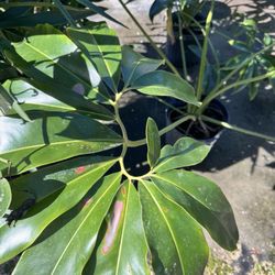 Plasencia Nursery
