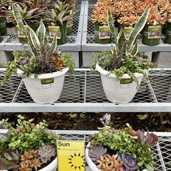 The Home Depot - Pretty succulents