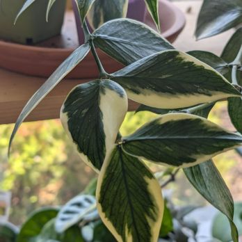 Leaf and Vine - Hoya polyneura variegated!! Gasp! - Nurseries & Gardening Near Me - Campbell, California