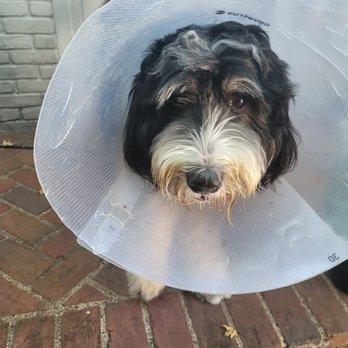 Poopie Patrol - Bear with his cone of shame. - Pet Waste Removal Near Me - Dallas, Texas Poopie Patrol - Bear with his cone of shame. - Pet Waste Removal Near Me - Dallas, Texas