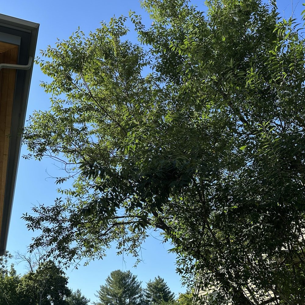 Lopez Landscaping & Tree Service - Tree 2 (before) - Tree Services Near Me - Lynn, Massachusetts Lopez Landscaping & Tree Service - Tree 2 (before) - Tree Services Near Me - Lynn, Massachusetts