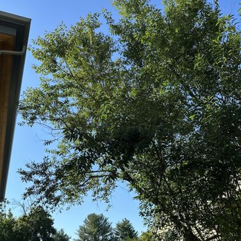 Lopez Landscaping & Tree Service - Tree 2 (before) - Tree Services Near Me - Lynn, Massachusetts