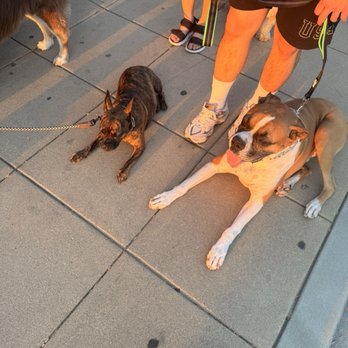 Bad Attitude K9 - Pet Training Near Me