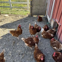 Hillcrest Farm - Orchard & Dairy