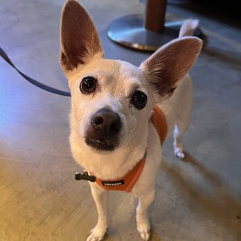 Just Paws Training - Pet Training Near Me