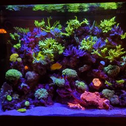 Intrinsic Reef Design - Reef aquarium at night