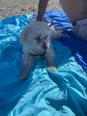 Hammonasset Beach State Park by null