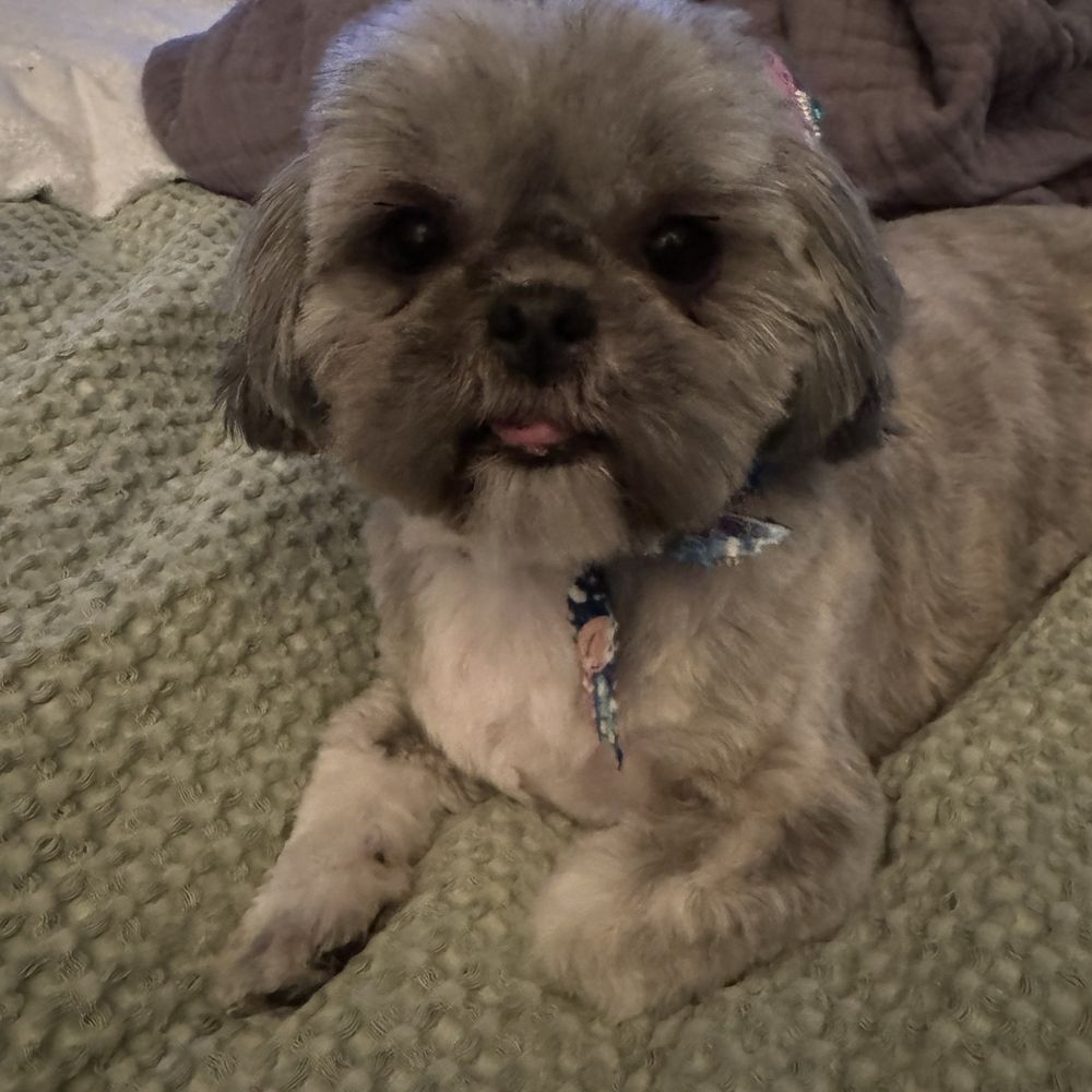 Champ & Charlie's Grooming Salon - Pet Groomers Near Me - Coconut, Florida