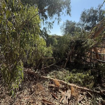 Monks Land Management - Fallen tree limbs in a horse pasture - Excavation Services Near Me Monks Land Management - Fallen tree limbs in a horse pasture - Excavation Services Near Me