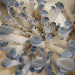 Ellijay Mushrooms