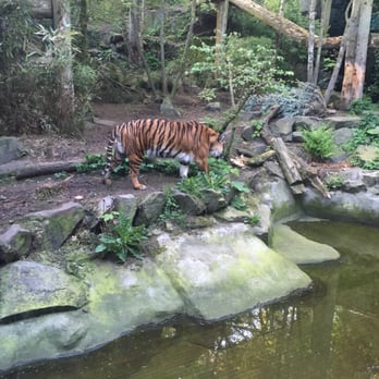 Edinburgh Zoo - Tiger exploring his enclosure - Zoos Near Me - Edinburgh, EDH