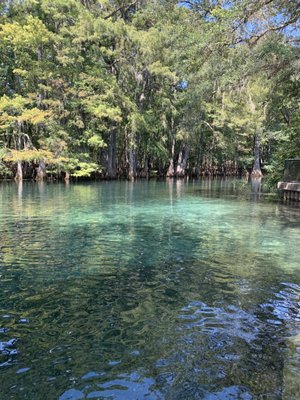 Manatee Springs by null