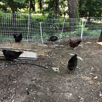 Central Mass Goat Rental - Chicks and ducks and geese better scurry... - Landscaping Near Me - Lunenburg, Massachusetts Central Mass Goat Rental - Chicks and ducks and geese better scurry... - Landscaping Near Me - Lunenburg, Massachusetts