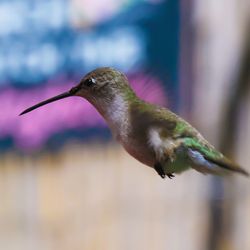 The Hummingbird Sanctuary