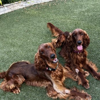 VCA Orange County Veterinary Specialists - Murphy and Myles - Emergency Pet Hospital Near Me - Tustin, California