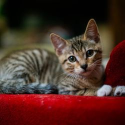 West Valley Animal Shelter - Kitten