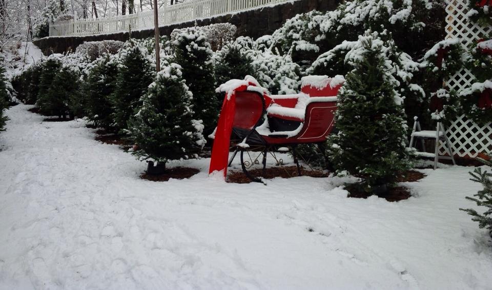 DOBBS FERRY CHRISTMAS TREES AND WREATHS Updated September 2024 11