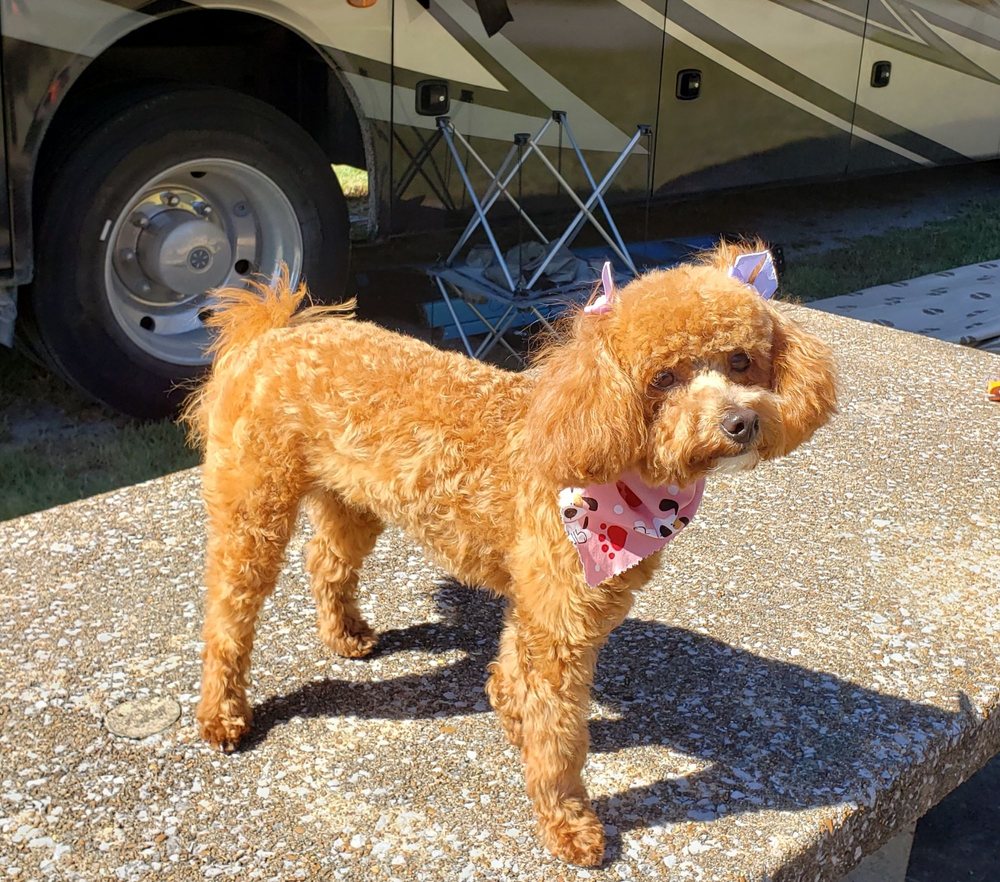 PAWS PET SALON 12 Photos 160 Frank L Diggs Dr, Clinton, Tennessee