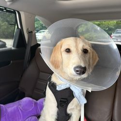 Fix A Friend Spay and Neuter Clinic - Saint