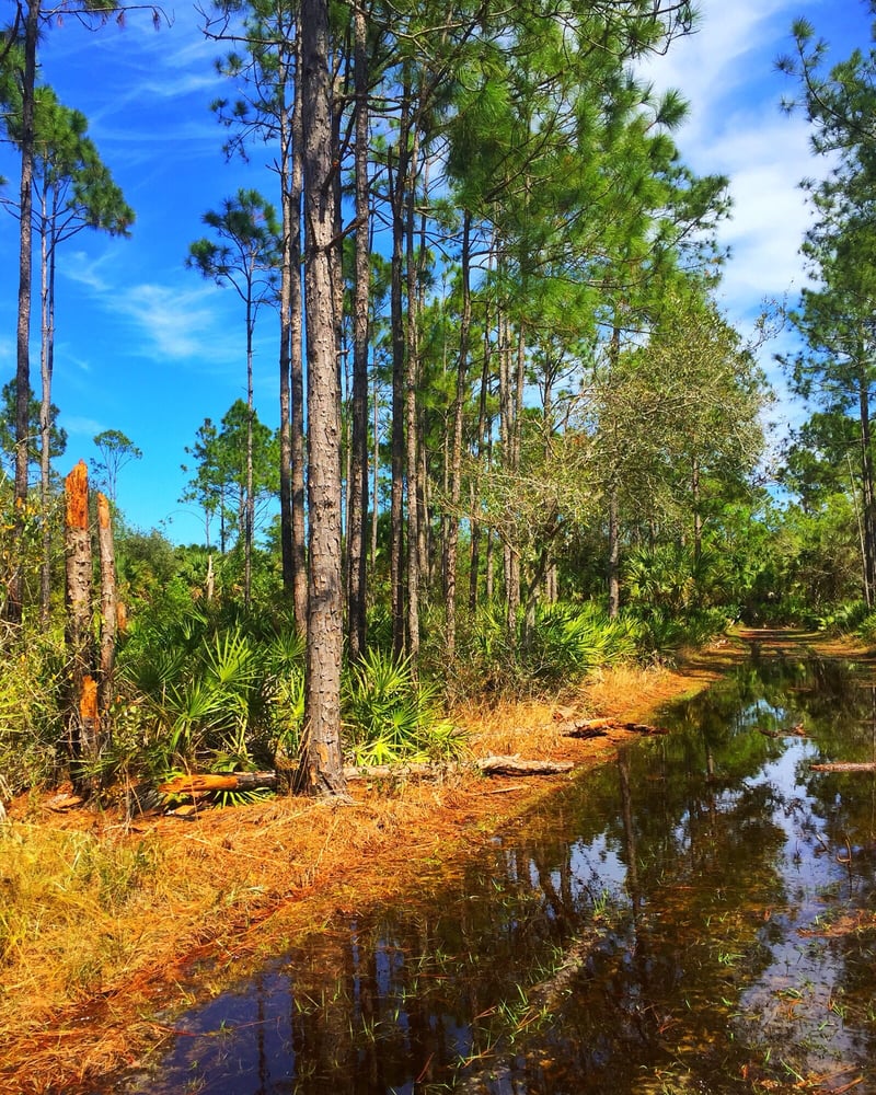 CREW Cypress Dome Trails Image