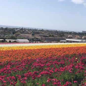 The Flower Fields - Venues & Event Spaces Near Me - Carlsbad, California