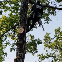 Grizzly Tree Experts - Height doesn't seem to bother him!