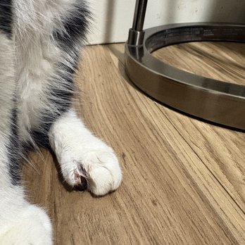 Summit Veterinary Referral Center - Veterinarians Near Me - Tacoma, Washington Summit Veterinary Referral Center - Veterinarians Near Me - Tacoma, Washington