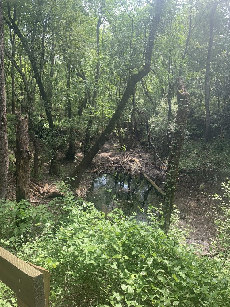 LEON SINKS GEOLOGICAL AREA Updated June 2024 47 Photos & 14 Reviews