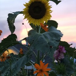 Candlelight Farms - Beautiful flowers