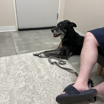Cactus Pet Hospital - 14 years old Teddy - Veterinarians Near Me - Las Vegas, Nevada