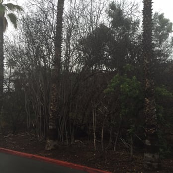 Arbor Task Tree Service - Before! - Tree Services Near Me - Lemon Grove, California