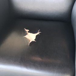 Car Spa