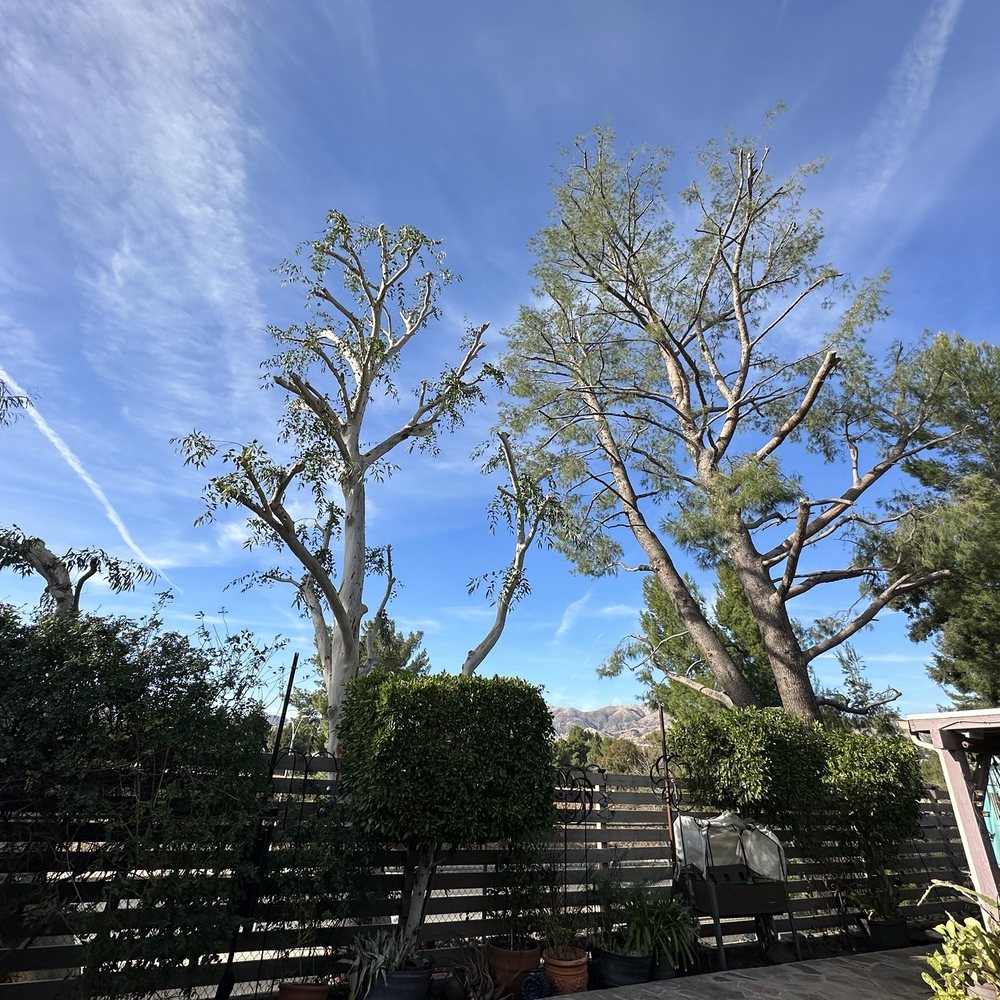 Zenobio Miguel Tree Service - After! We can see the skyline! - Tree Services Near Me Zenobio Miguel Tree Service - After! We can see the skyline! - Tree Services Near Me